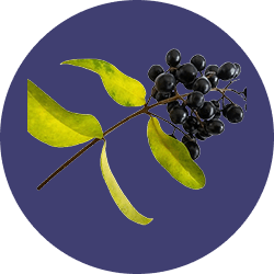 Privet Fruit