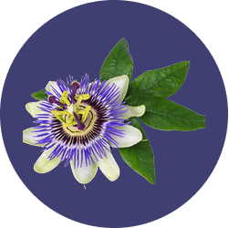 Passionflower